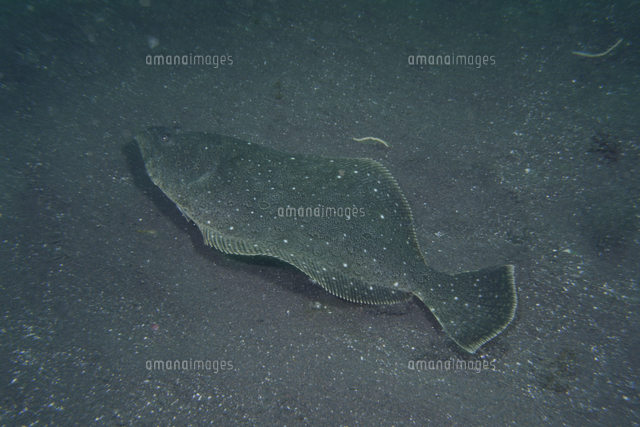 泳ぐヒラメ の写真素材 イラスト素材 アマナイメージズ