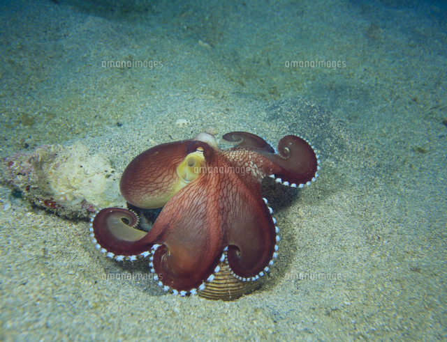 蔓脚 触手 を広げてプランクトンを捕食するエボシガイ の写真素材 イラスト素材 アマナイメージズ 蔓脚 触手 を広げてプランクトンを捕食するエボシガイ の写真素材 イラスト素材 アマナイメージズ