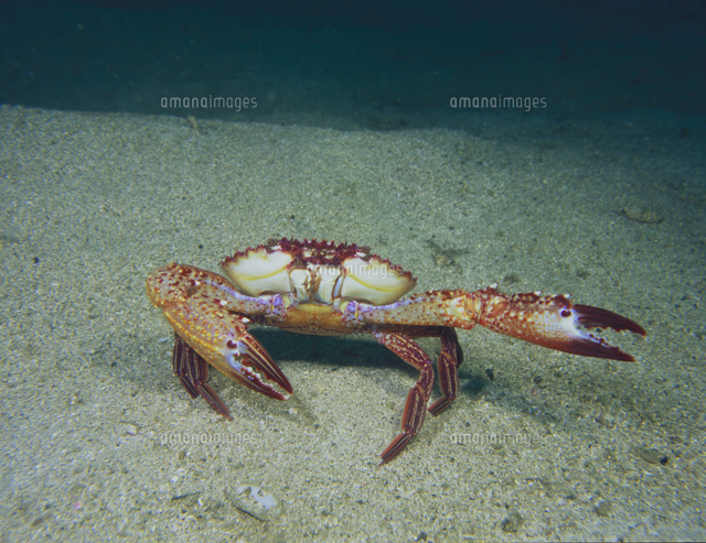 ハサミを振り上げるワタリイシガニ の写真素材 イラスト素材 アマナイメージズ