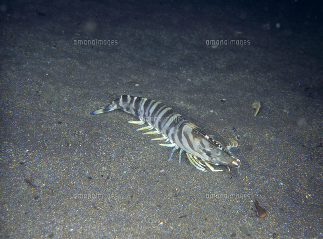 クルマエビ 水深20m[32209000359]の写真・イラスト素材｜アマナイメージズ