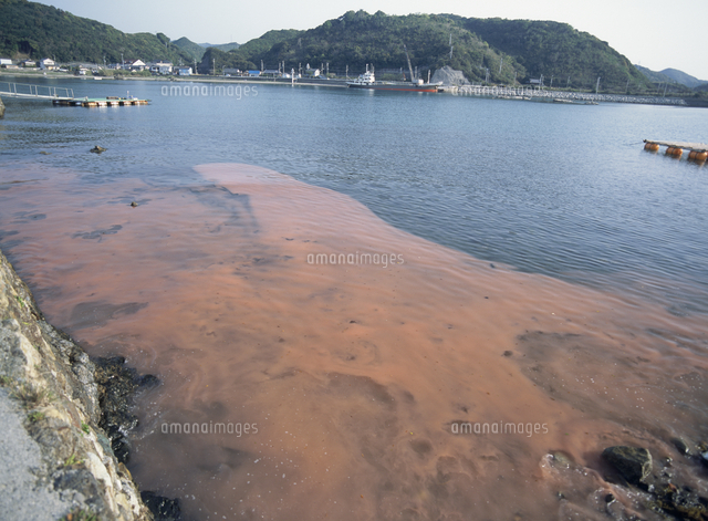 赤潮[32209000366]の写真・イラスト素材｜アマナイメージズ