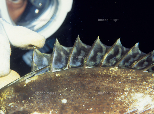 アイゴの毒棘 の写真素材 イラスト素材 アマナイメージズ