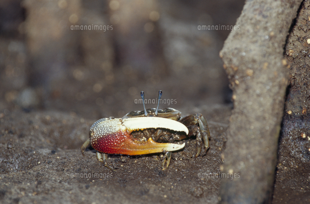 ヤエヤマシオマネキ[32209001443]の写真・イラスト素材｜アマナイメージズ