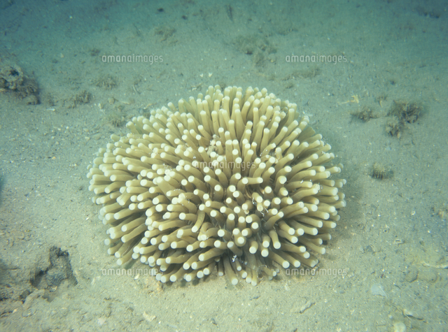 パラオクサビライシ