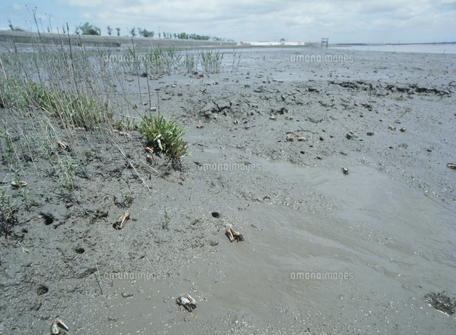 六角川河口干潟 シオマネキ の写真素材 イラスト素材 アマナイメージズ