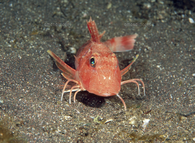 トゲカナガシラ 12cm の写真素材 イラスト素材 アマナイメージズ