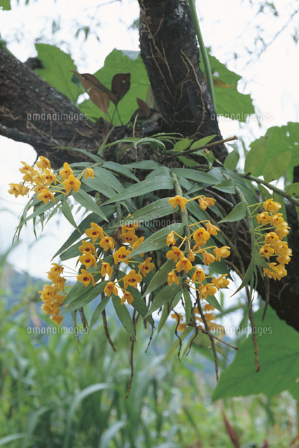 民家の庭木の幹に着生するデンドロビウム クリサントゥム の写真素材 イラスト素材 アマナイメージズ