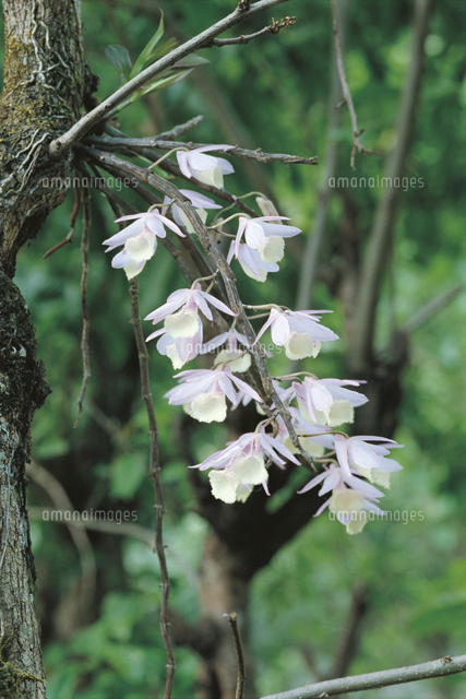 デンドロビウム アフィルムの花 の写真素材 イラスト素材 アマナイメージズ デンドロビウム アフィルムの花 の写真素材 イラスト素材 アマナイメージズ