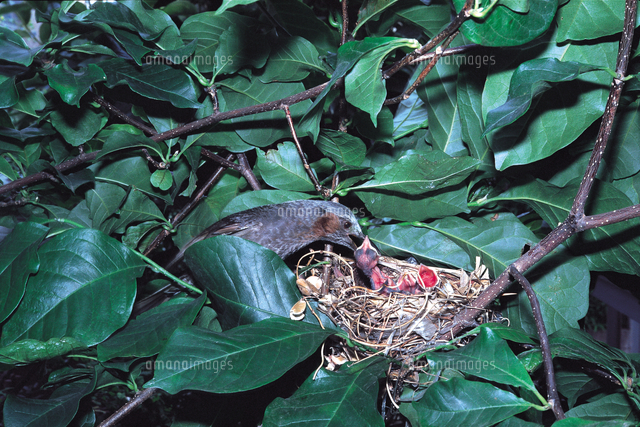 巣上のヒナに給餌するヒヨドリの親 の写真素材 イラスト素材 アマナイメージズ