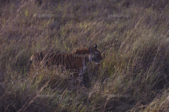 ベンガルトラ ベンガルタイガー 草むらに身を潜める の写真素材 イラスト素材 アマナイメージズ