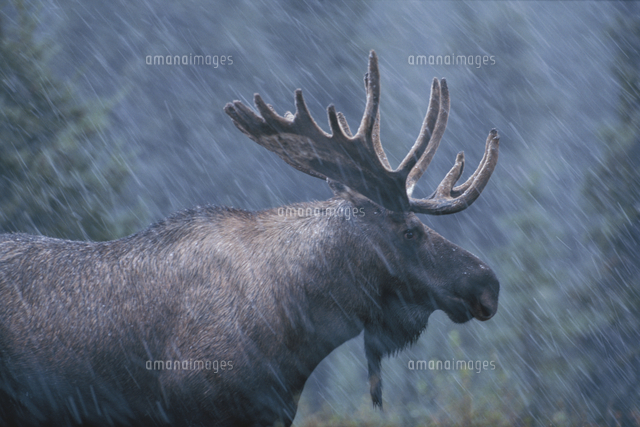 2012年 (新品) カナダ「ヘラジカ・ムース」純銀 1オンス 銀貨 2012年 (新品) カナダ「ヘラジカ・ムース」純銀 1オンス 銀貨 Yahoo