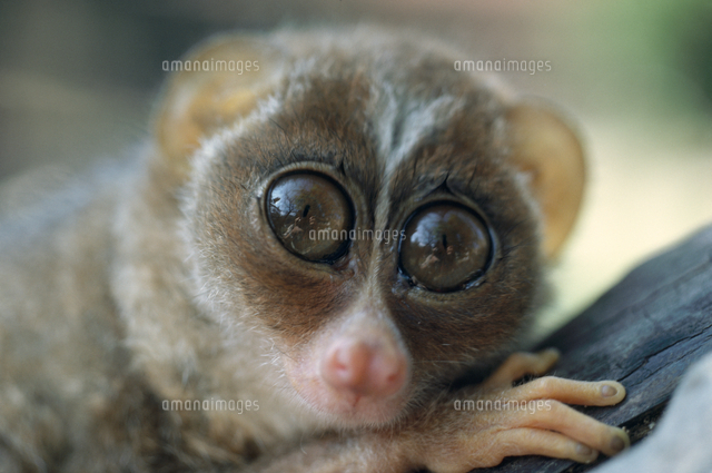 スレンダーロリスの顔 の写真素材 イラスト素材 アマナイメージズ