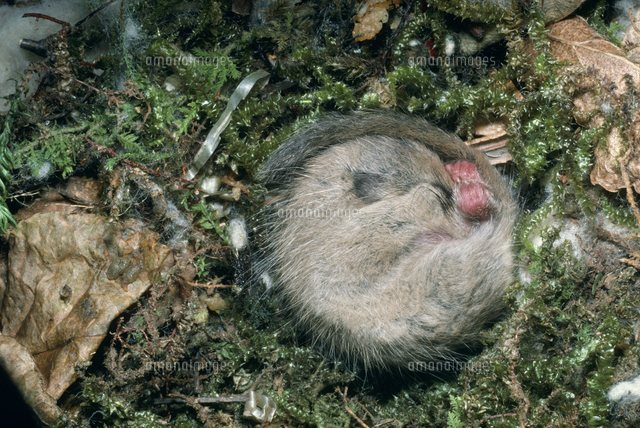 冬眠するヤマネ の写真素材 イラスト素材 アマナイメージズ