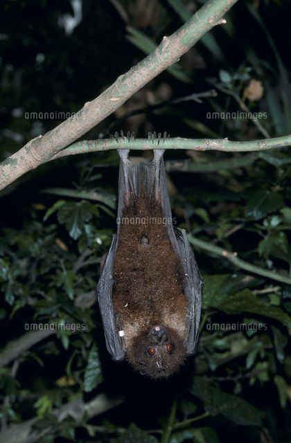 エラブオオコウモリ の写真素材 イラスト素材 アマナイメージズ エラブオオコウモリ の写真素材 イラスト素材 アマナイメージズ