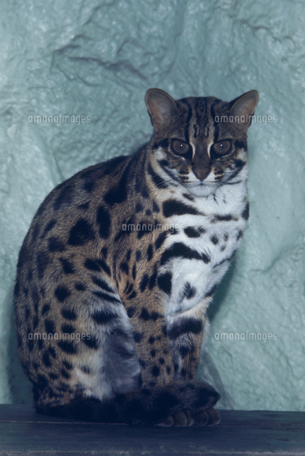 ベンガルヤマネコ[32213000644]の写真・イラスト素材｜アマナイメージズ