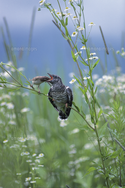 ヨシキリに育てられるカッコウのヒナ の写真素材 イラスト素材 アマナイメージズ