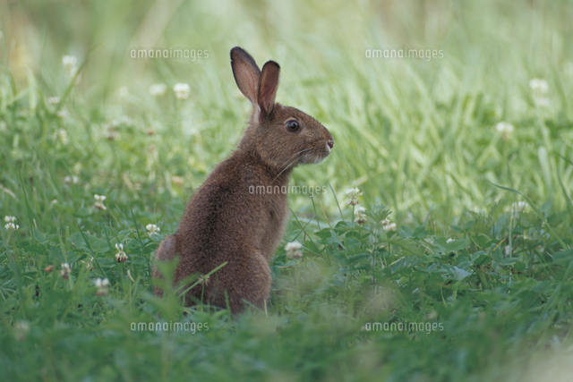 草むらで立ち上がるニホンノウサギ の写真素材 イラスト素材 アマナイメージズ