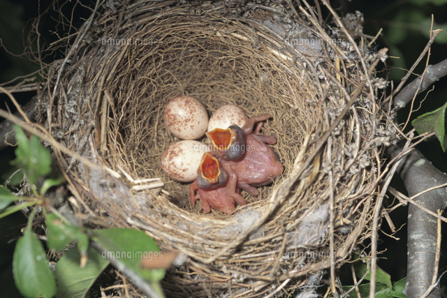 2羽のカッコウのヒナが同時に孵化（二重托卵）[32214000139]の写真