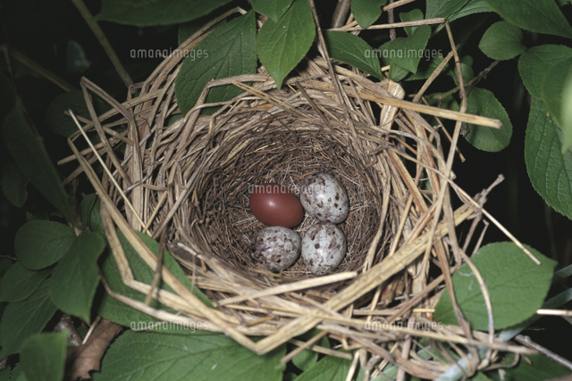 アオジの巣に托卵されたとホトトギスの卵 左上 の写真素材 イラスト素材 アマナイメージズ
