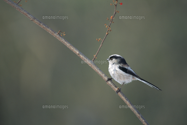 エナガ の写真素材 イラスト素材 アマナイメージズ