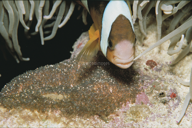 孵化直前の卵に伸びるイソギンチャクの触手を噛むクマノミ の写真素材 イラスト素材 アマナイメージズ