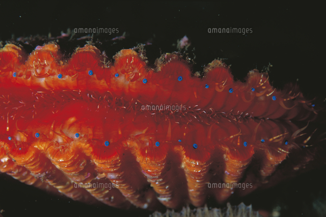 ヒオウギガイの外套膜に並ぶ青い眼点 の写真素材 イラスト素材 アマナイメージズ