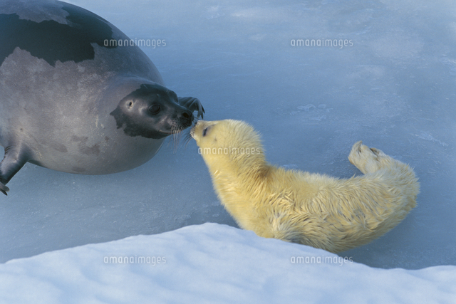 顔をよせて匂いで確認をするタテゴトアザラシの母子[32215000049]の