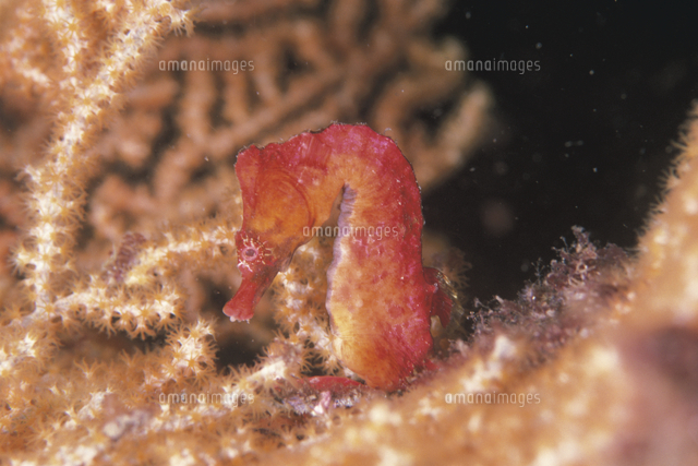 タツノオトシゴ の写真素材 イラスト素材 アマナイメージズ タツノオトシゴ の写真素材 イラスト素材 アマナイメージズ