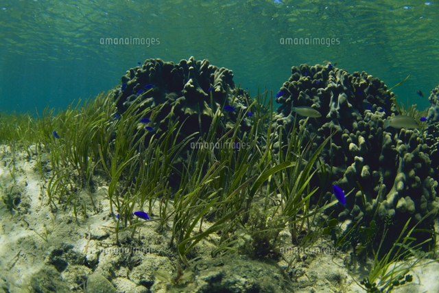 藻場 アマモの仲間 の写真素材 イラスト素材 アマナイメージズ