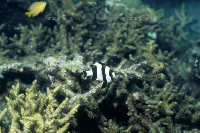 ヨスジリュウキュウスズメダイ の写真素材 イラスト素材 アマナイメージズ