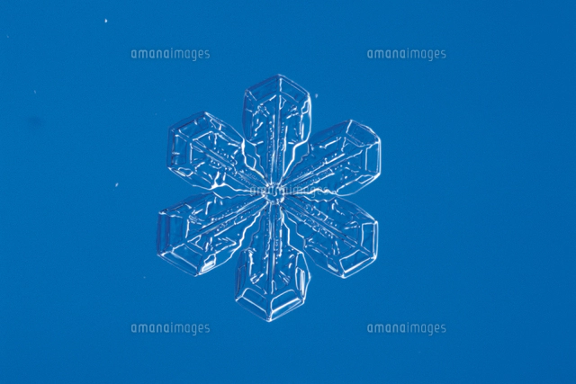 イカダモ 顕微鏡倍率 400 の写真素材 イラスト素材 アマナイメージズ