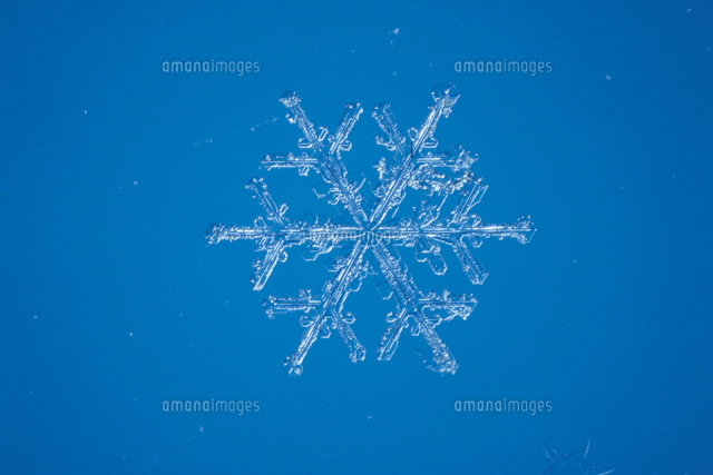 イカダモ 顕微鏡倍率 400 の写真素材 イラスト素材 アマナイメージズ