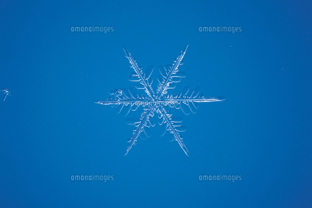 イカダモ 顕微鏡倍率 400 の写真素材 イラスト素材 アマナイメージズ