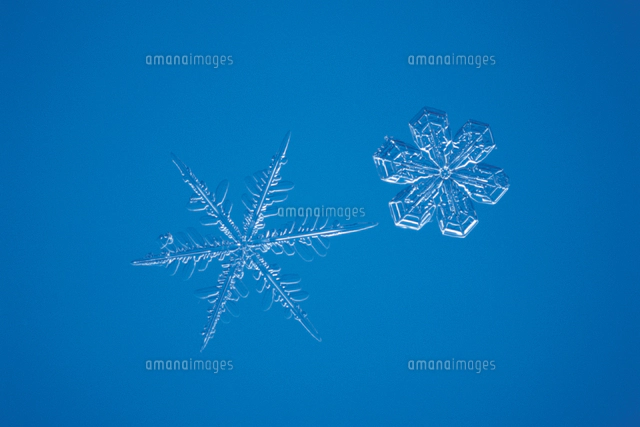 イカダモ 顕微鏡倍率 400 の写真素材 イラスト素材 アマナイメージズ