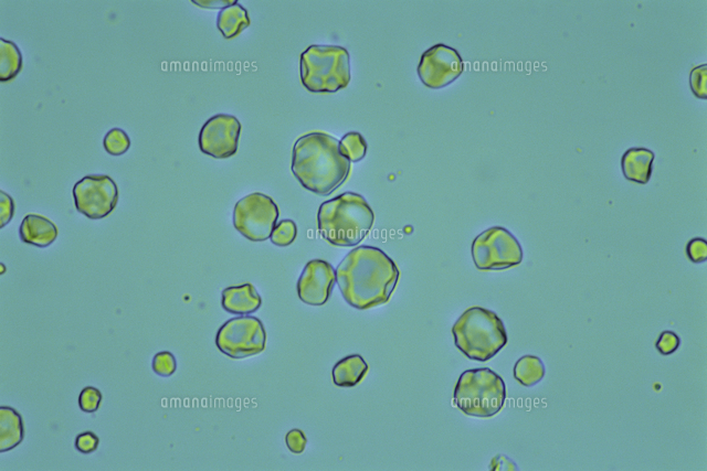 カボチャのデンプン 顕微鏡倍率 400 の写真素材 イラスト素材 アマナイメージズ