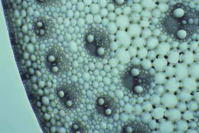 トウモロコシの茎の断面 顕微鏡倍率 100 の写真素材 イラスト素材 アマナイメージズ