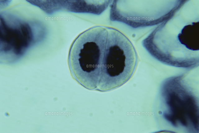 ユリの花粉母細胞の減数分裂 6 9 顕微鏡倍率 1000 の写真素材 イラスト素材 アマナイメージズ