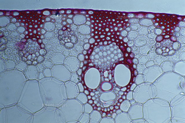 トウモロコシの茎の断面 顕微鏡倍率 0 の写真素材 イラスト素材 アマナイメージズ