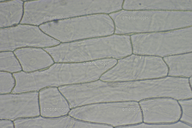 タマネギ表皮細胞の染色 染色前 A 撮影倍率 33倍 撮 の写真素材 イラスト素材 アマナイメージズ