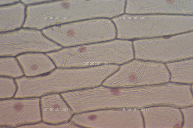 タマネギ表皮細胞の染色 染色後 A 染料 酢酸カーミン の写真素材 イラスト素材 アマナイメージズ