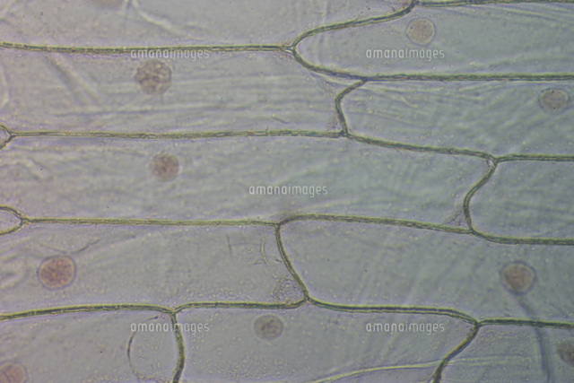 タマネギ表皮細胞の染色 染色後 ｄ 染料 酢酸カーミン の写真素材 イラスト素材 アマナイメージズ