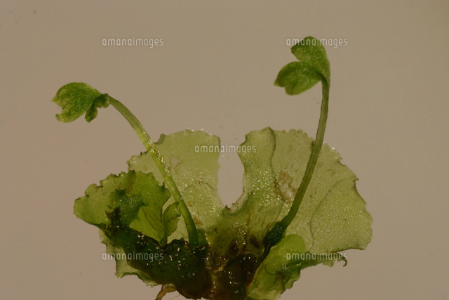 イヌワラビの前葉体から出芽した幼胞子体（若いシダ） 撮影倍率