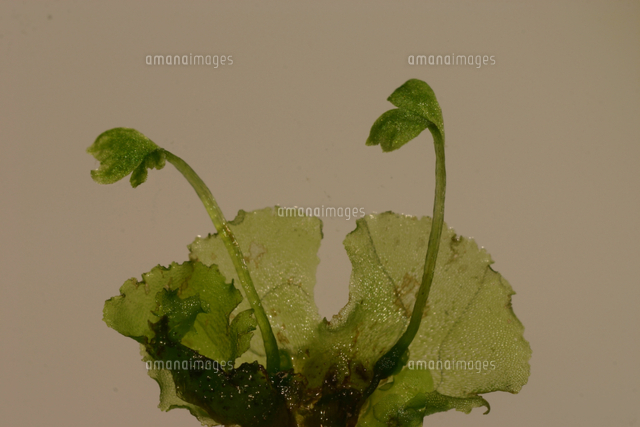 イヌワラビの前葉体から出芽した幼胞子体（若いシダ） 撮影倍率