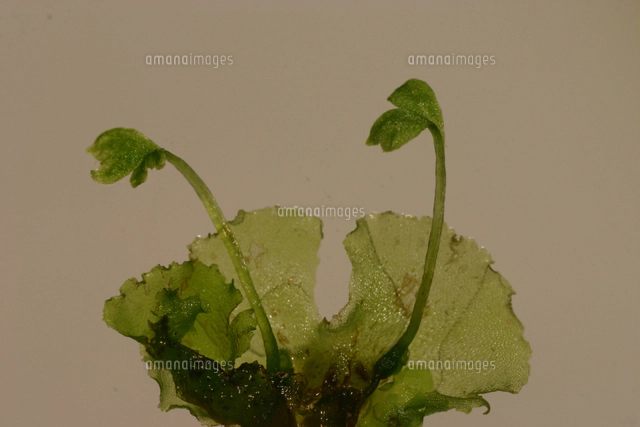 イヌワラビの胞子のう 顕微鏡倍率×100[32217000320]の写真・イラスト