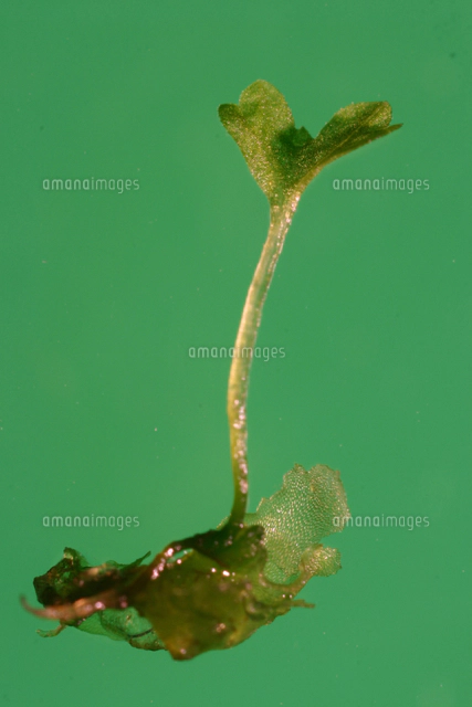 mew spore 胞子体 4株　前葉体付き mew spore 胞子体 4株 前葉体付き ビカクシダ 胞子培養 セット