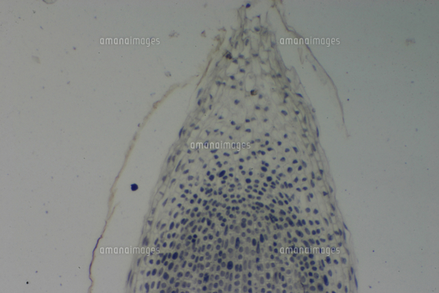 ヒヤシンスの成長点 根 撮影倍率 40倍 撮像画面 22 の写真素材 イラスト素材 アマナイメージズ
