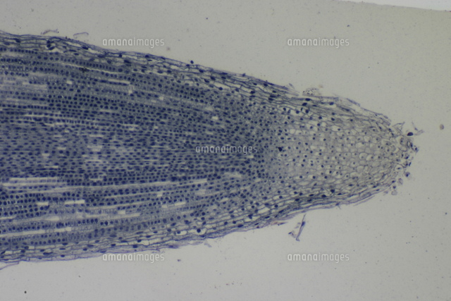 ソラマメの成長点 根 撮影倍率 13倍 撮像画面 22 の写真素材 イラスト素材 アマナイメージズ
