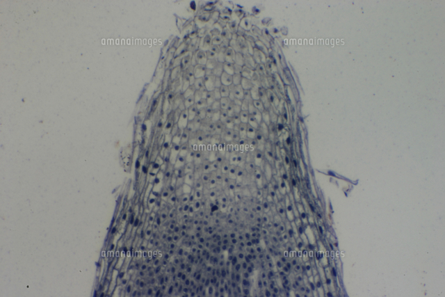 ソラマメの成長点 根 撮影倍率 倍 撮像画面 22 の写真素材 イラスト素材 アマナイメージズ