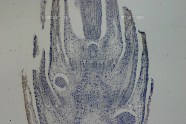 スギナの茎の成長点 撮影倍率 13倍 撮像画面 22 7 の写真素材 イラスト素材 アマナイメージズ