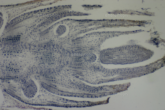 スギナの茎の成長点 撮影倍率 13倍 撮像画面 22 7 の写真素材 イラスト素材 アマナイメージズ